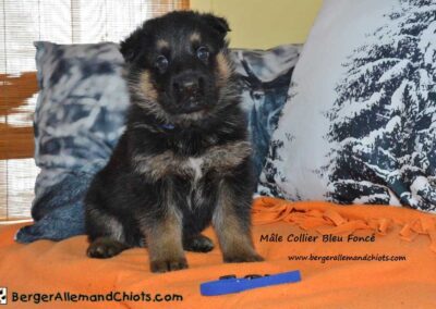 Chiots Bergers allemands âgés de quatre semaines.
