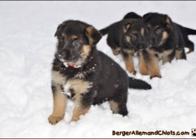Chiots Bergers allemands âgés de six semaines.