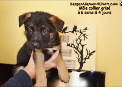 Chiots Bergers allemands âgés de six semaines.