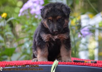 Chiots Bergers allemands âgés de sept semaines.