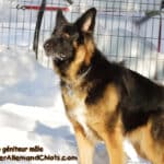 Niko géniteur Berger Allemand à vendre au Québec.