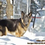 Niko géniteur Berger Allemand à vendre au Québec.