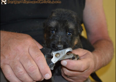 Chiots Bergers allemands âgés de quatre semaines.