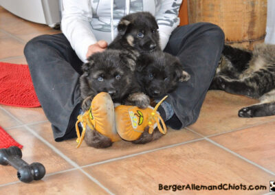 Chiots Bergers allemands âgés de quatre semaines.