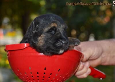 Chiots Bergers allemands âgés de deux semaines.