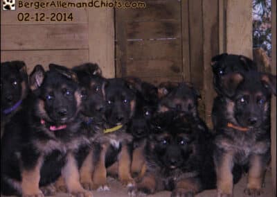 Chiots Bergers allemands âgés de six semaines.