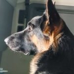 Rambo géniteur Berger Allemand au Québec.