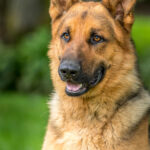 Rocky géniteur Berger Allemand. Chiots à vendre au Québec.