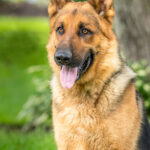 Rocky géniteur Berger Allemand. Chiots à vendre au Québec.
