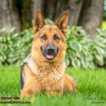 Rocky géniteur Berger Allemand. Chiots à vendre au Québec.