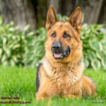 Rocky géniteur Berger Allemand. Chiots à vendre au Québec.
