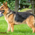 Rocky géniteur Berger Allemand. Chiots à vendre au Québec.
