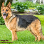 Rocky géniteur Berger Allemand. Chiots à vendre au Québec.