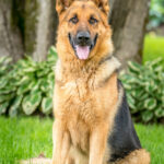 Rocky géniteur Berger Allemand. Chiots à vendre au Québec.
