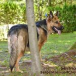 Chiots Berger Allemand à vendre au Québec. génitrice Berger Allemand au Québec.