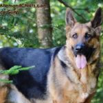 Chiots Berger Allemand à vendre au Québec.