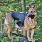 Chiots Berger Allemand à vendre au Québec.