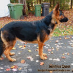 Chiots Berger Allemand à vendre au Québec.