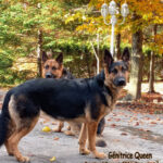 Chiots Berger Allemand à vendre au Québec.