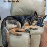 Jax Géniteur Berger allemand Mâle