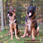 Le couple Queen et Niko géniteurs Berger Allemand.