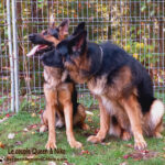 Le couple Queen et Niko géniteurs Berger Allemand.