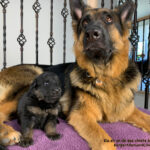 Kia génitrice Berger Allemand et ses chiots.