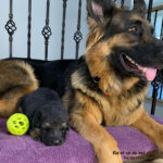 Kia génitrice Berger Allemand et ses chiots.
