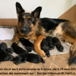 Kia génitrice Berger Allemand et ses chiots.