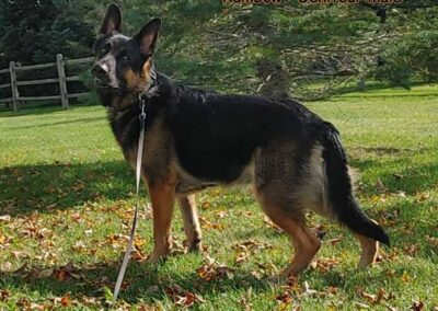 rambo