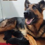 Queen Berger allemand