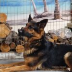 Queen Berger allemand