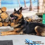 Queen Berger allemand