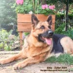 Giina Génitrice Berger Allemand