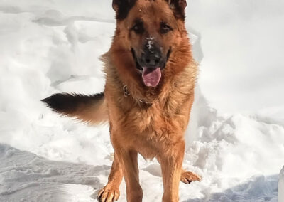 Chiots Berger Allemand à vendre au Québec.