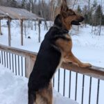 Barsac Géniteur Berger Allemand. Debout sur ses pattes arrières sur le balcon en hiver.