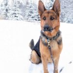 Barsac Géniteur Berger Allemand. Assi dans la neige.