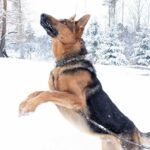 Barsac Géniteur Berger Allemand. Saute dans la neige.