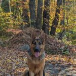 Barsac Géniteur Berger Allemand. Assi dans le bois avec beaucoup de feuilles d'automne.