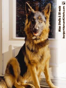 Miss Stella Berger Allemand femelle