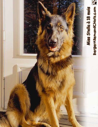 Miss Stella Berger Allemand femelle