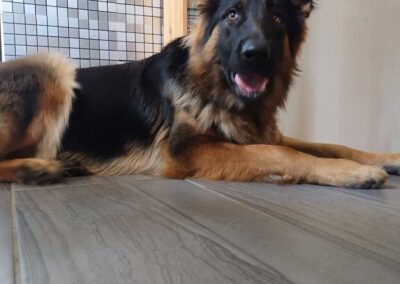 Miss Stella Berger Allemand femelle