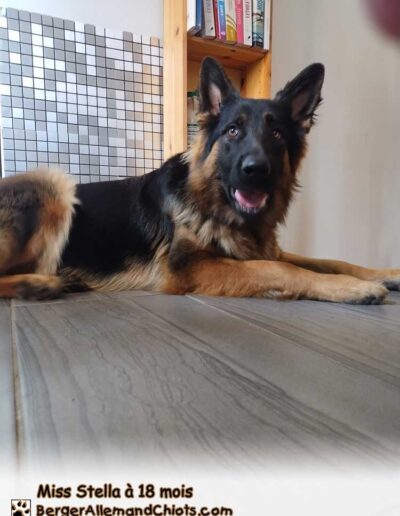 Miss Stella Berger Allemand femelle