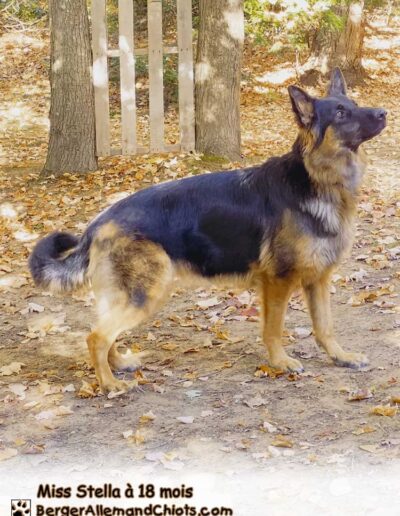 Miss Stella Berger Allemand femelle