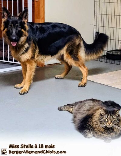 Miss Stella Berger Allemand femelle