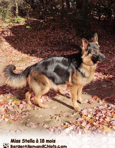 Miss Stella Berger Allemand femelle