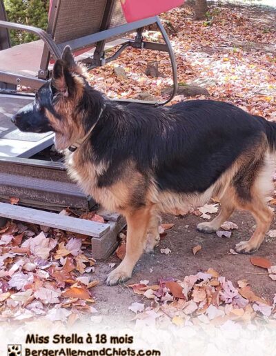 Miss Stella Berger Allemand femelle