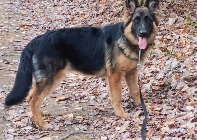 Pixel à 6 mois, femelle berger allemand chiots au Québec.