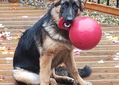 Pixel à 6 mois, femelle berger allemand chiots au Québec.