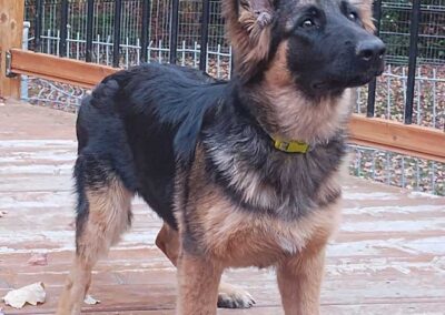Pixel à 6 mois, femelle berger allemand chiots au Québec.